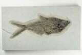 8" Fossil Fish (Diplomystus) - Wyoming - #198107-1